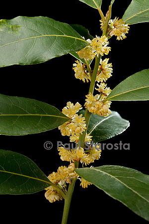 Laurus nobilis (laurier-sauce) - fleur