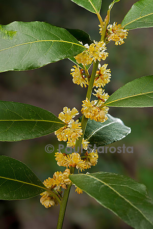 Laurus nobilis (laurier-sauce) - fleur