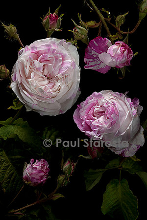 Rosa gallica ‘La Rubannée’