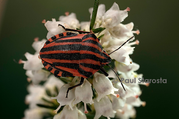 Graphosoma italicum (graphosome italien)