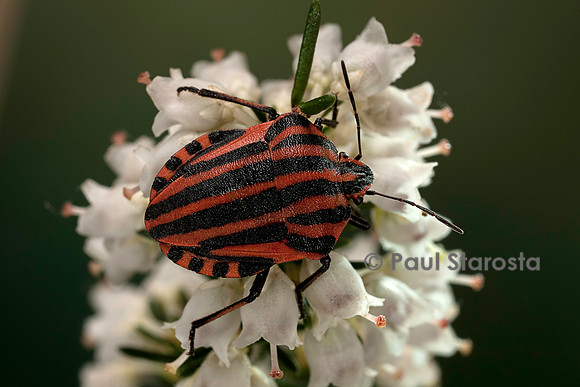 Graphosoma italicum (graphosome italien)