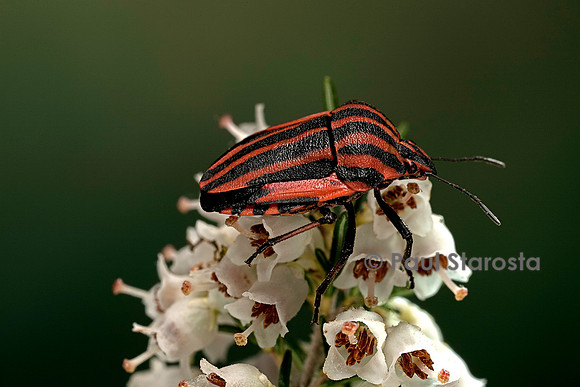 Graphosoma italicum (graphosome italien)