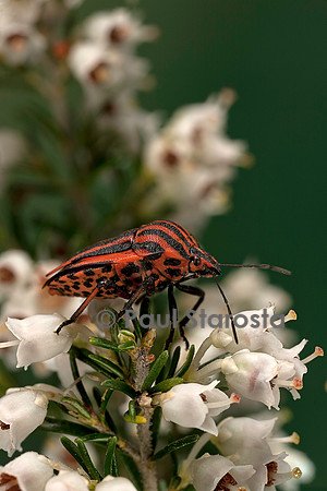 Graphosoma italicum (graphosome italien)