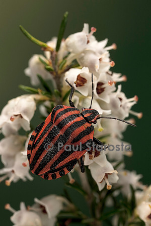 Graphosoma italicum (graphosome italien)