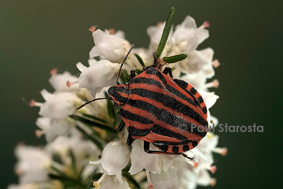 Graphosoma italicum (graphosome italien)