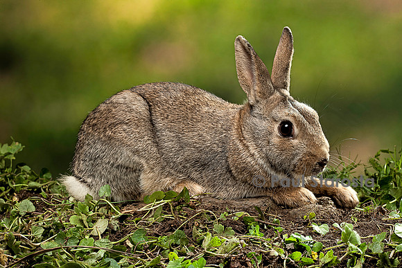 Oryctolagus cuniculus (lapin de garenne)