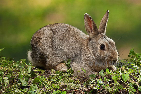 Oryctolagus cuniculus (lapin de garenne)