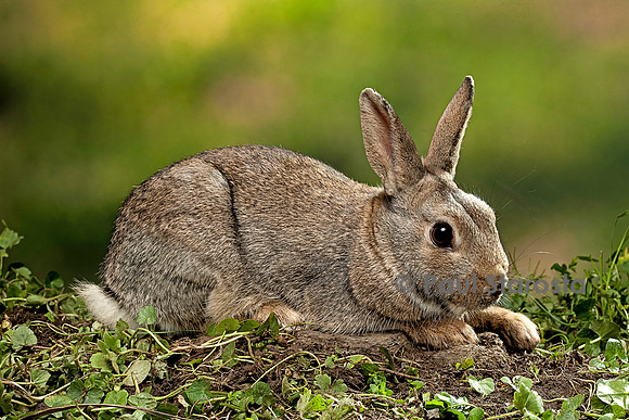 Oryctolagus cuniculus (lapin de garenne)