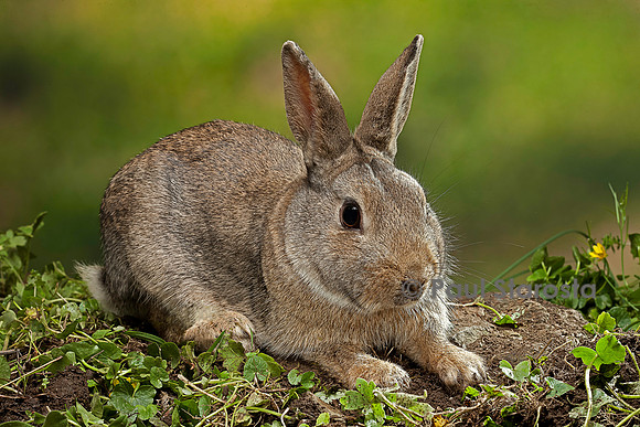 Oryctolagus cuniculus (lapin de garenne)