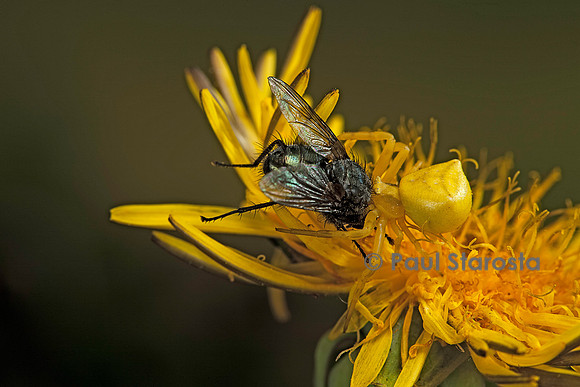 Thomisus onustus (araignée crabe) - ayant capturé une mouche