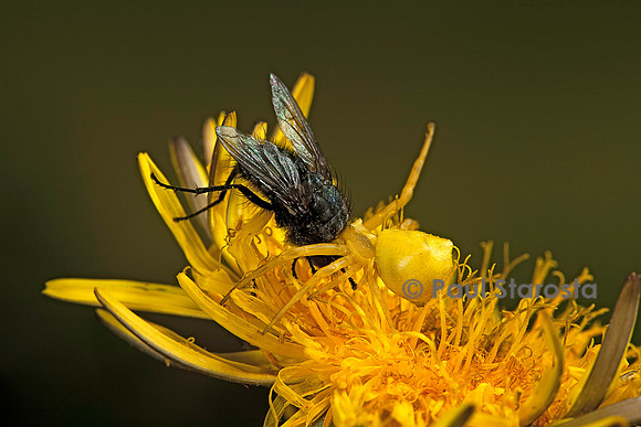 Thomisus onustus (araignée crabe) - ayant capturé une mouche