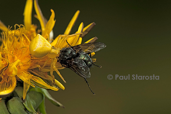 Thomisus onustus (araignée crabe) - ayant capturé une mouche