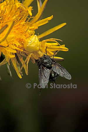 Thomisus onustus (araignée crabe) - ayant capturé une mouche