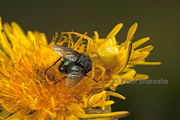 Thomisus onustus (araignée crabe) - ayant capturé une mouche