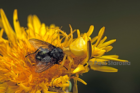 Thomisus onustus (araignée crabe) - ayant capturé une mouche