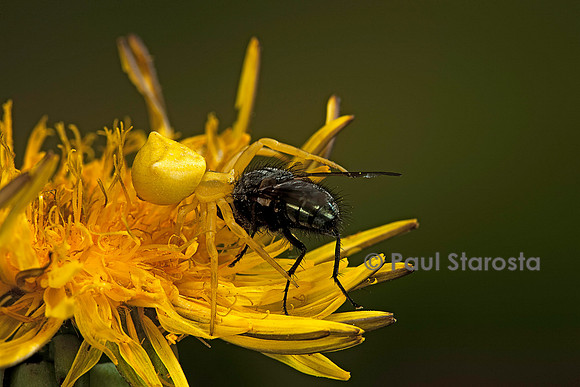 Thomisus onustus (araignée crabe) - ayant capturé une mouche