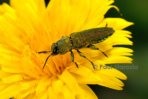 Anthaxia hungarica (bupreste)