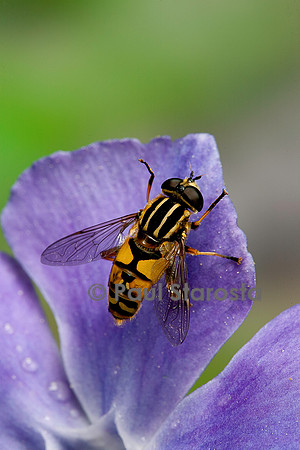 Helophilus pendulus (syrphe)