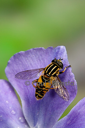 Helophilus pendulus (syrphe)