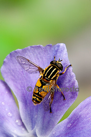 Helophilus pendulus (syrphe)