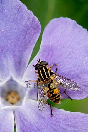 Helophilus pendulus (syrphe)