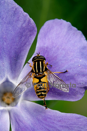 Helophilus pendulus (syrphe)