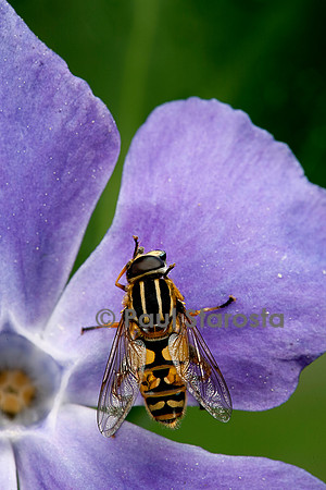Helophilus pendulus (syrphe)