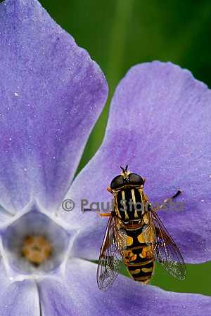 Helophilus pendulus (syrphe)
