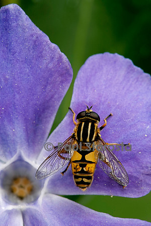 Helophilus pendulus (syrphe)