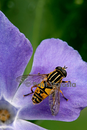 Helophilus pendulus (syrphe)