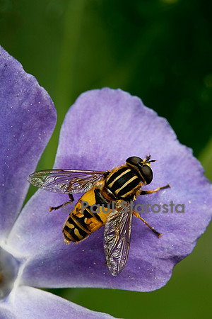 Helophilus pendulus (syrphe)