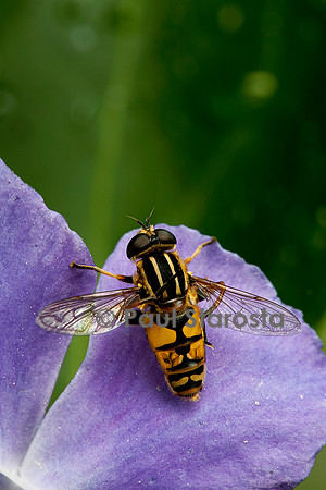 Helophilus pendulus (syrphe)