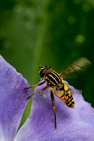 Helophilus pendulus (syrphe)
