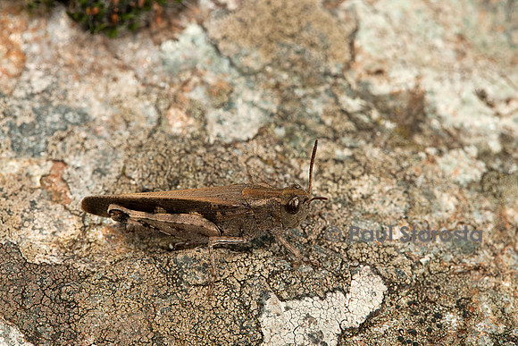 Aiolopus strepens (criquet farouche) - sur une pierre