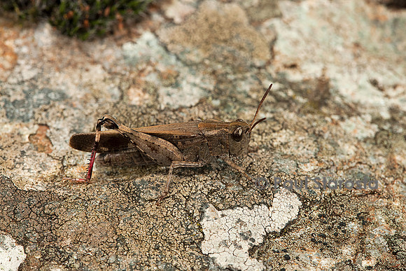 Aiolopus strepens (criquet farouche) - sur une pierre