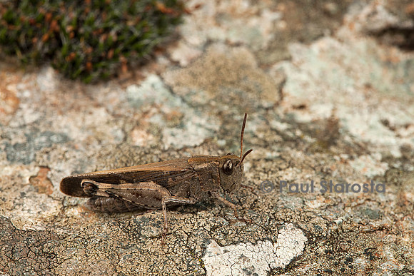 Aiolopus strepens (criquet farouche) - sur une pierre