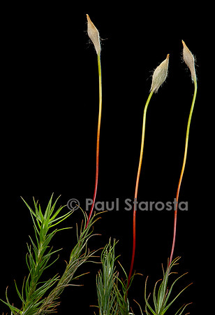 Polytrichum commune (polytric commun) - sporogone immature