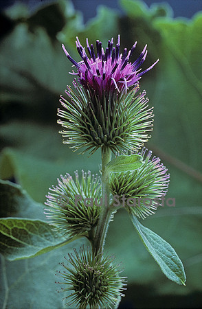 Arctium minus (bardane)