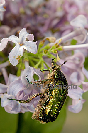 Cetonia aurata (cétoine dorée)