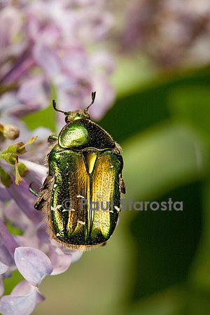 Cetonia aurata (cétoine dorée)