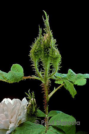 Rosa X damascena ‘Quatre Saisons Blanc Mousseux’ - boutons