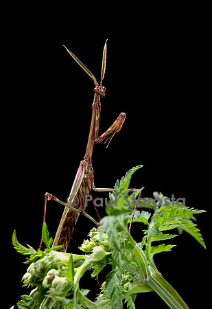 Empusa pennata (empuse commune) - mâle