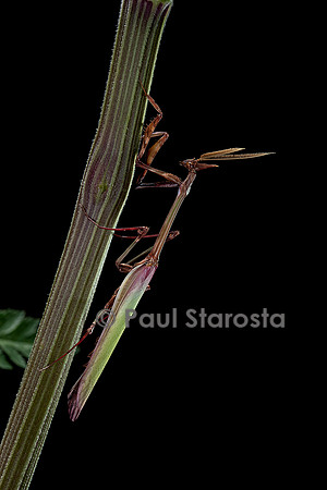 Empusa pennata (empuse commune) - mâle