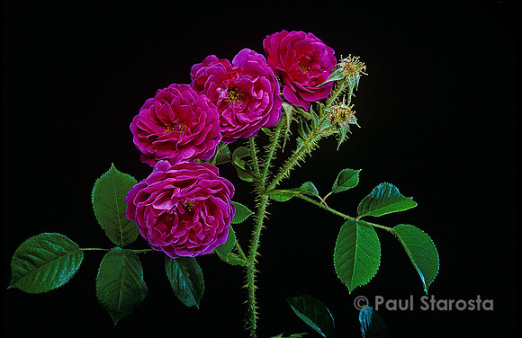 Rosa X centifolia muscosa ‘Henri Martin’