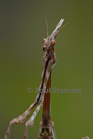 Empusa pennata (empuse commune) - femelle - portrait