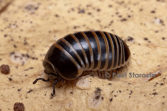 Glomeris marginata (gloméris marginé)