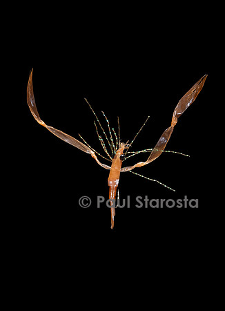 Mouche de pêche - langoustine