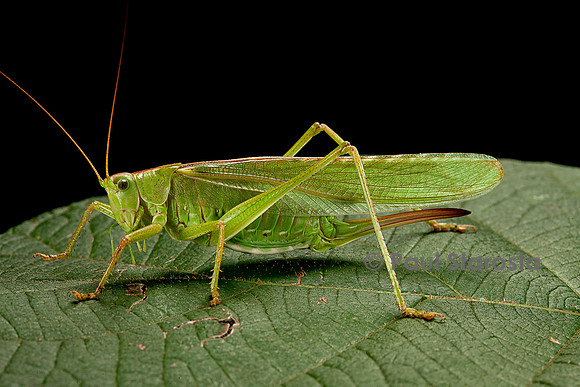 Tettigonia viridissima (sauterelle verte)