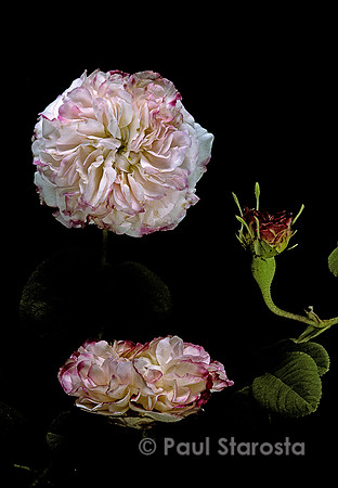 Rosa X damascena ‘Leda’