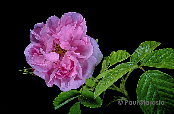 Rosa X damascena ‘York and Lancaster’